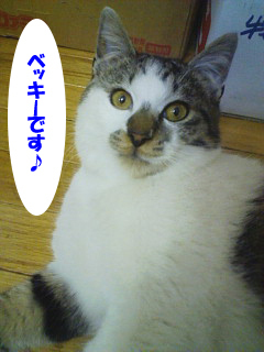 3丁目こたま日記