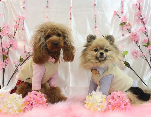 ＪＥＷＥＬＣＡＫＥの毎日  ＪＣ★ＢＬＯＧ～