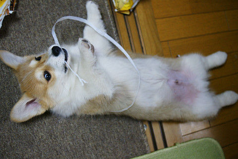 りんりんみるく