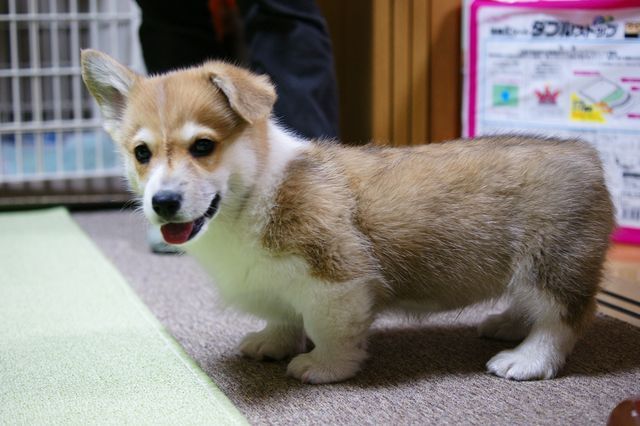 りんりんみるく