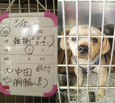 $クールな日常-21震災後、仙台市動物管理センターに保護
