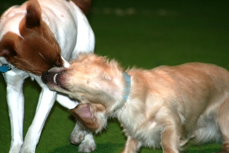 Punaheleとずっと一緒