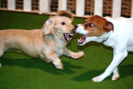 Punaheleとずっと一緒