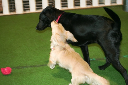 Punaheleとずっと一緒