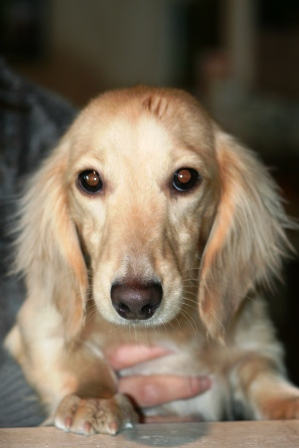 Punaheleとずっと一緒