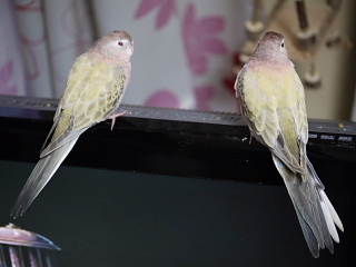 アキクサインコの色種 オールキャスト 特別ゲストでご紹介 神様からの預かり物 うちのアキクサインコ セキセイ達