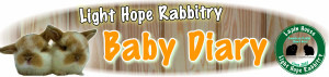 Lapin House ～American Rabbit Shop～　のブログ