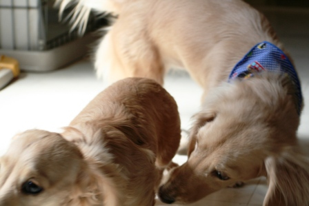 Punaheleとずっと一緒