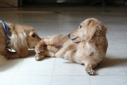 Punaheleとずっと一緒