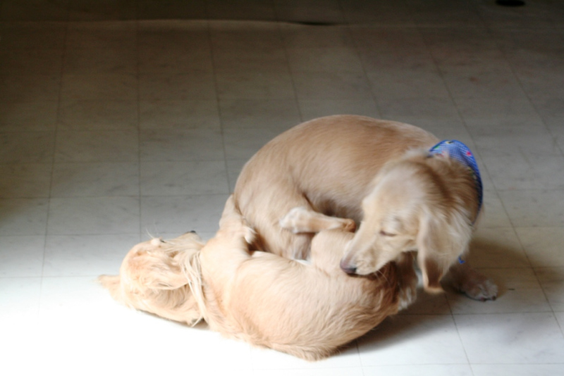 Punaheleとずっと一緒