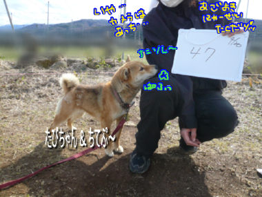 ぽてちてぷー　～（こぎ×こぎ）＋ぽめ～