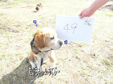 ぽてちてぷー　～（こぎ×こぎ）＋ぽめ～