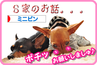 ~ポチッとしてくれるとポイントが入ります♪♪~ にほんブログ村 犬ブログ ミニピンへ