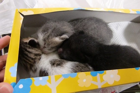 とらきち の ねこさん日記