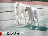 にほんブログ村 犬ブログ ボルゾイへ