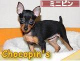 にほんブログ村 犬ブログ ミニピンへ