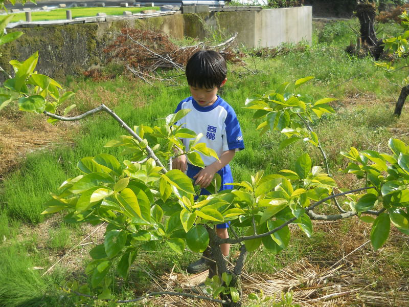 チロルの農園