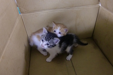 とらきち の ねこさん日記