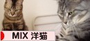 にほんブログ村 猫ブログへ