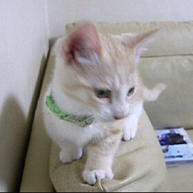 マンチカンのブログ「短足だってイイぢゃ~ん♪」
