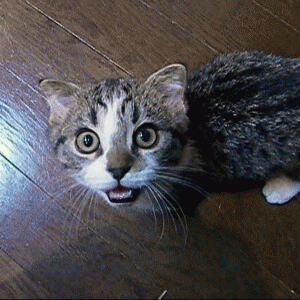 マンチカンのブログ「短足だってイイぢゃ~ん♪」