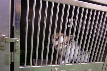 とらきち の ねこさん日記