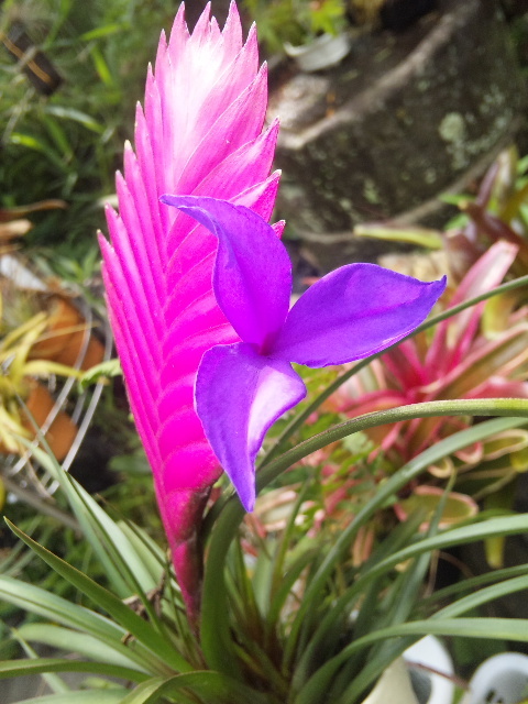 Tillandsia cyanea | ＠Tillandsia