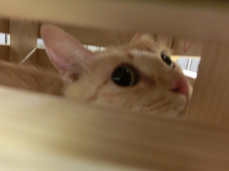とらきち の ねこさん日記