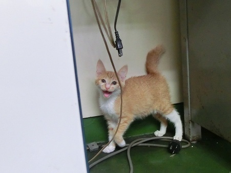 とらきち の ねこさん日記