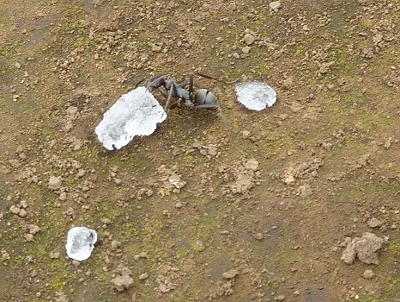 輪島の塩に魅せられて大手IT企業を飛び出した女社長の奮闘記-アリが塩を運ぶ