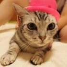 みたさん