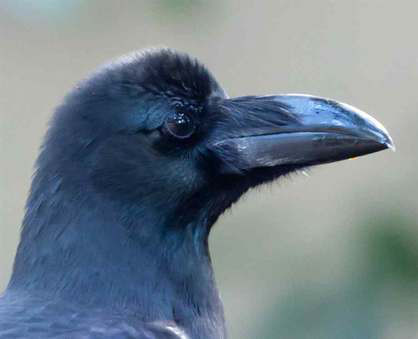 カラスは数の大きい 小さいを認識できる カラスが自動販売機で餌を買う テレビ番組 時事ネタなど書いていきます はい