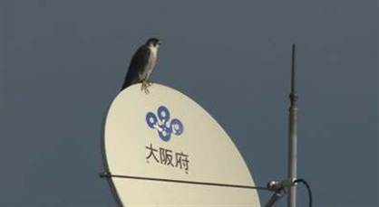 ダーウィンが来た！生きもの新伝説「ハヤブサ一家 高層ホテルがマイホーム」