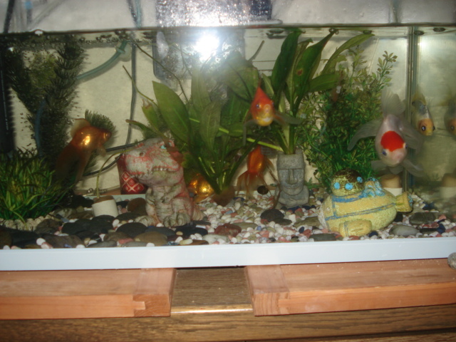 金魚 睡眠時は定位置で Life Enjoyed By Me 金魚 睡眠時は定位置で Life Enjoyed By Me