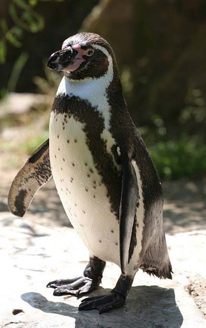 フンボルトペンギン ケープペンギン マゼランペンギン ガラパゴスペンギン 紛らわしい テレビ番組 時事ネタなど書いていきます はい