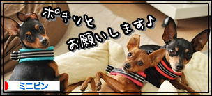 にほんブログ村 犬ブログ ミニピンへ