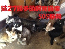 猫２７匹多頭飼育崩壊SOS靜岡