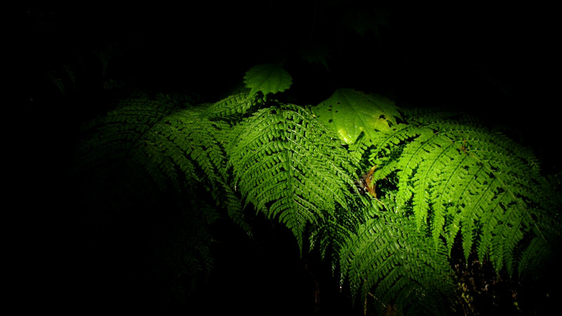 $ルーラルアート+ふるいちやすしの日記