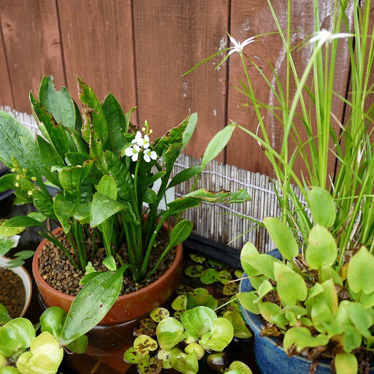 みどり萌える抽水植物 よったけビオトープ ガーデンと旅行のお仕事ブログ