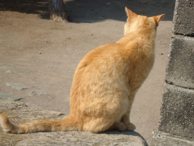 江の島猫ちゃん連れ去り事件 Vanves の毎日 衣食住 Et Cetera