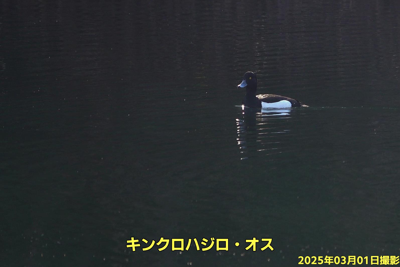 CAP! | 【365days鳥どりカレンダー2025】 #今日の鳥さん は? #鳥