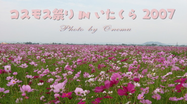 Jell&#39;s Whimsical Blog