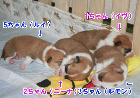 誕生日は・・・命日・・