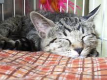 キジトラ　くま君