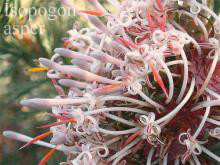 Isopogon asper