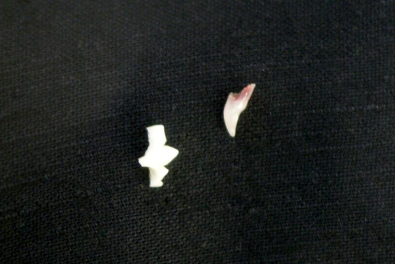 ハラショーなネコとの日々-20081202_02