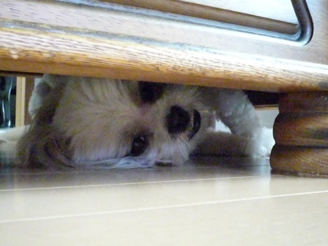 ふうちゃんの毎日 ☆マル&シーズーのMIX犬☆