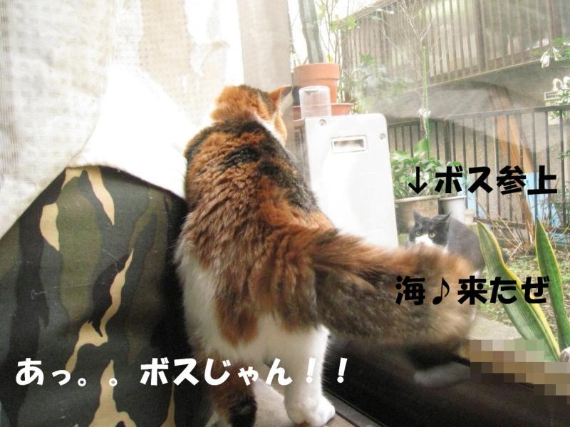 ネコとお散歩。(旧猫日和)