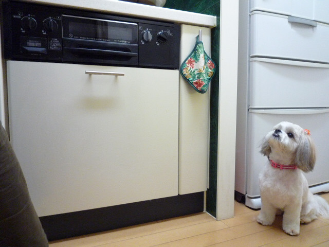 幸せな光景☆キッチンde寄り添う犬