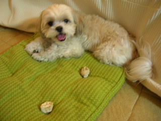 ふうちゃんの毎日　☆マル＆シーズーのMIX犬☆-1